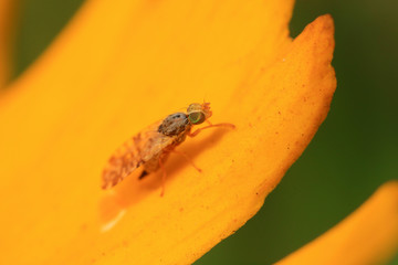 Fly insects