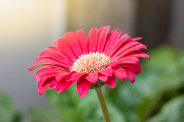 Beautiful red gerbera flower bloom with sunlight on blur nature background.