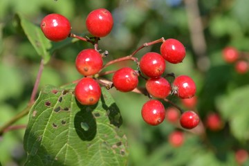 berries of red currant on bush