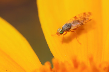 Fly insects