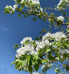 spring flowering pear branches with white flowers against the sky