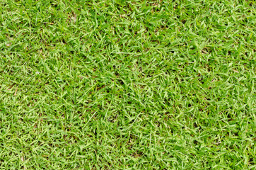 Green grass pattern and texture for background. Close-up
