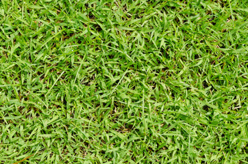 Green grass pattern and texture for background. Close-up