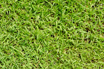 Green grass pattern and texture for background. Close-up