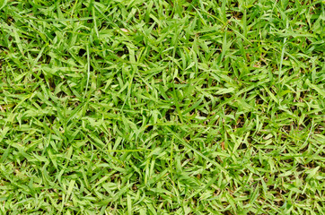 Green grass pattern and texture for background. Close-up