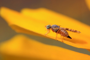 Fly insects