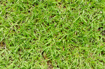 Green grass pattern and texture for background. Close-up