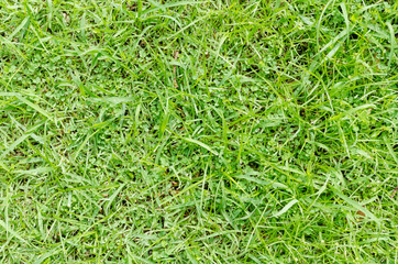 Green grass pattern and texture for background. Close-up