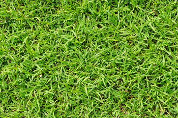 Green grass pattern and texture for background. Close-up