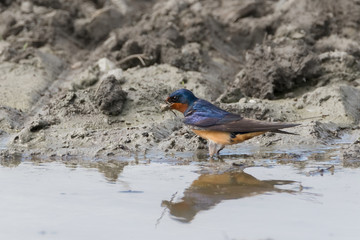 Barn Swallow bird standing in water with reflection while collecting mud and vegetal material to build the nest