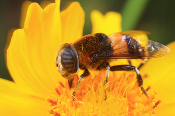 Phytomia zonata