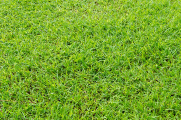 Green grass pattern and texture for background. Close-up