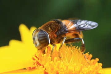 Phytomia zonata