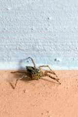 Beautiful small jumping spider (salticidae) during a ecotourism jungle hike in Gunung Leuser National Park, Bukit Lawang, Sumatra, Indonesia