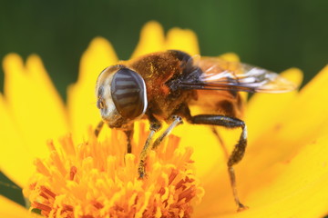 Phytomia zonata