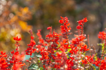 Bunch of red flowers blooming outdoors against red and blurred background，Salvia splendens Ker-Gawler