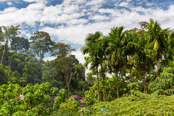 Fototapeta na wymiar Beautiful landscape view of the rainforest during a ecotourism jungle hike in Gunung Leuser National Park, Bukit Lawang, Sumatra, Indonesia