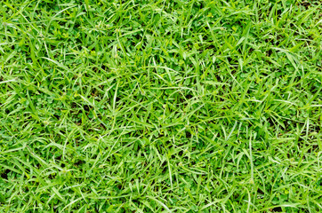 Green grass pattern and texture for background. Close-up