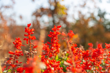 Bunch of red flowers blooming outdoors against red and blurred background，Salvia splendens Ker-Gawler