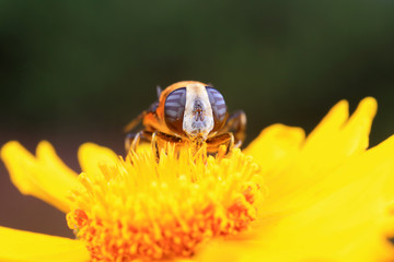 Phytomia zonata