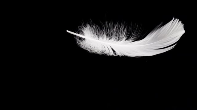 White feather dropped on a black background. Slow motion.