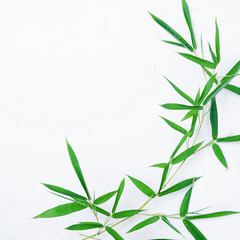 Bamboo leaves  on white background,