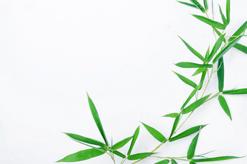 Fototapeta na wymiar Bamboo leaves on white background,