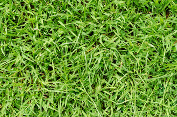 Green grass pattern and texture for background. Close-up