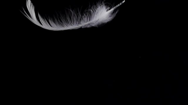 White feather dropped on a black background. Slow motion.