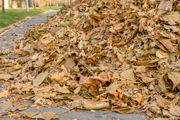 Heap of fallen dry colorful leaves swept on the road in a park