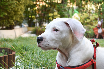 Dogo Argentino or Argentinean mastiff three month old puppy, side view. A hunting white dog with a serious look.