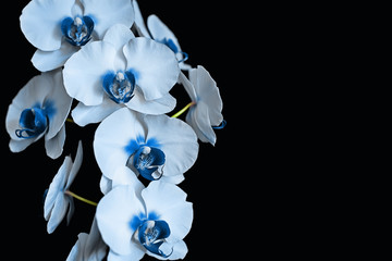 Phalaenopsis orchid blue flowers on a isolated black background.