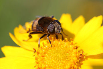 Phytomia zonata