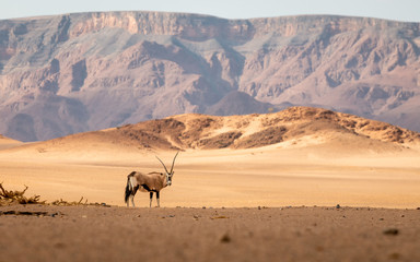 Oryx antelope standing in the middle of the namib dessert - obrazy, fototapety, plakaty