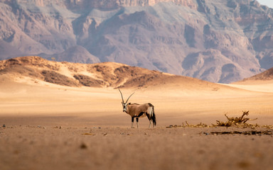 Oryx antelope standing in the middle of the namib dessert