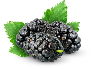 Isolated berries. Three fresh mulberry fruits with leaves isolated on white background with clipping path