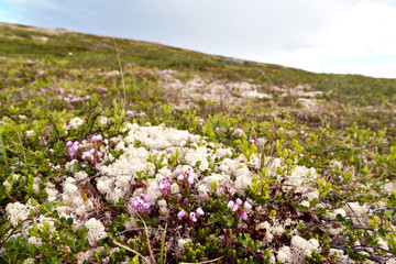 Fototapeta premium Tundra landscape in the north of Russia