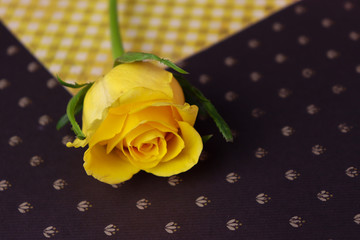 yellow rose on textured background copu space for your text