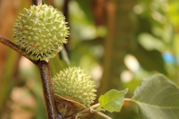 A green natural multi thorn with different view