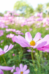 beautiful pink cosmos flower in garden