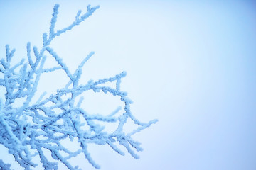 The frost on the branches of plants. Winter nature. Cold weather. Climate change