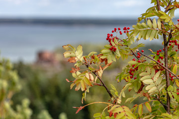 Close-up of blooming heather,  Nature, flora of the north