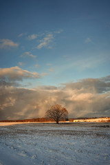 Lone mighty oak in a field in winter