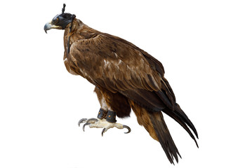Bird of prey Golden eagle with leather hood on head