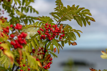 Close-up of blooming heather,  Nature, flora of the north