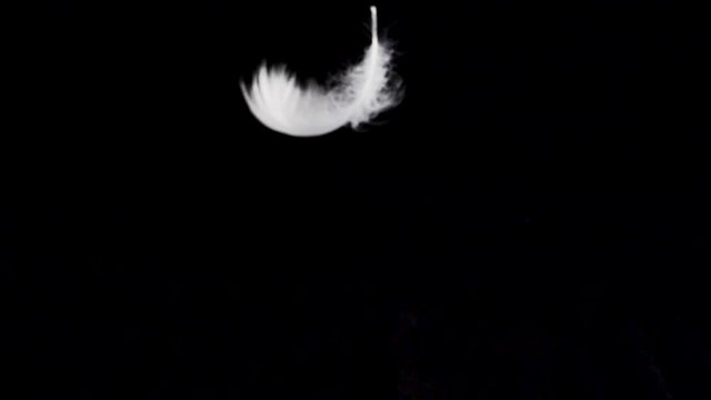 White feather dropped on a black background. Slow motion.
