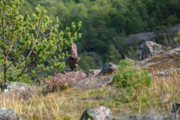 Close-up of blooming heather,  Nature, flora of the north