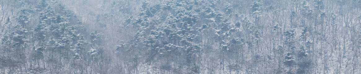 Snow falling in the winter pine forest.
