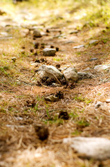mountain trail strewn with pine cones