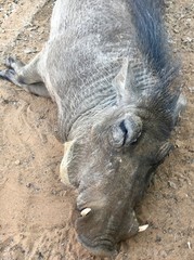 closeup of a warthog